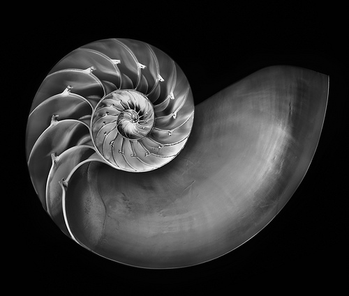 Nautilus in Black and White by Harold Davis